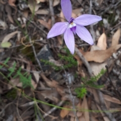 Glossodia major (Wax Lip Orchid) at ANBG South Annex - 23 Oct 2021 by abread111