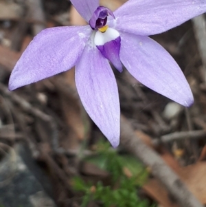 Glossodia major at Acton, ACT - 23 Oct 2021