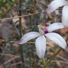 Caladenia moschata (Musky Caps) at ANBG South Annex - 23 Oct 2021 by abread111