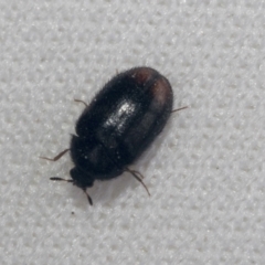 Eurhopalus sp. (genus) (Dermestid beetle) at Bruce, ACT - 27 Sep 2021 by AlisonMilton