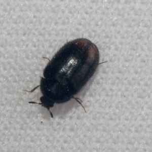 Eurhopalus sp. (genus) at Bruce, ACT - 27 Sep 2021