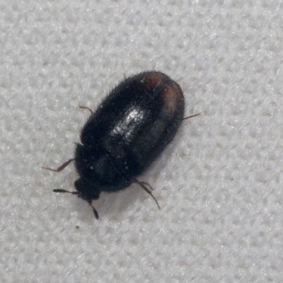 Eurhopalus sp. (genus) (Dermestid beetle) at Bruce Ridge - 27 Sep 2021 by AlisonMilton