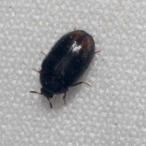 Eurhopalus sp. (genus) at Bruce, ACT - 27 Sep 2021