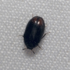 Eurhopalus sp. (genus) at Bruce, ACT - 27 Sep 2021