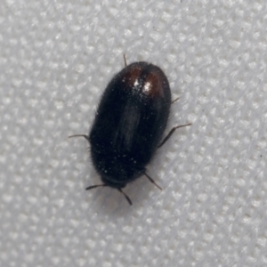 Eurhopalus sp. (genus) at Bruce, ACT - 27 Sep 2021 01:36 PM