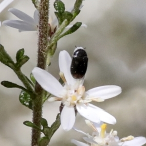 Eurhopalus sp. (genus) at Bruce, ACT - 27 Sep 2021