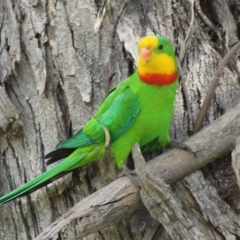 Polytelis swainsonii (Superb Parrot) at Red Hill to Yarralumla Creek - 23 Oct 2021 by kieranh