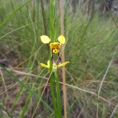 Diuris sulphurea (Tiger Orchid) at Acton, ACT - 23 Oct 2021 by abread111