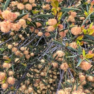 Acacia siculiformis at Kowen, ACT - 21 Oct 2021