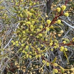 Acacia siculiformis at Kowen, ACT - 21 Oct 2021 11:35 AM