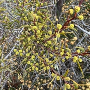 Acacia siculiformis at Kowen, ACT - 21 Oct 2021