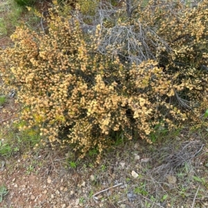 Acacia siculiformis at Kowen, ACT - 21 Oct 2021