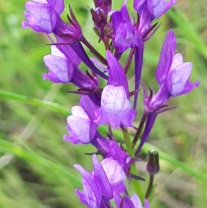 Linaria pelisseriana at Acton, ACT - 23 Oct 2021 03:43 PM