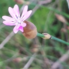 Petrorhagia nanteuilii (Proliferous Pink, Childling Pink) at ANBG South Annex - 23 Oct 2021 by abread111