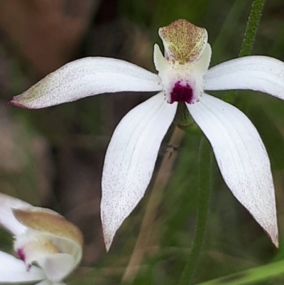 Caladenia moschata (Musky Caps) at ANBG South Annex - 23 Oct 2021 by abread111