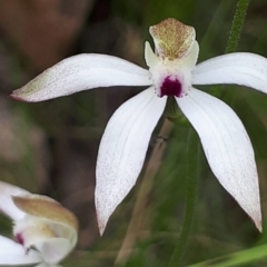 Caladenia moschata (Musky Caps) at ANBG South Annex - 23 Oct 2021 by abread111