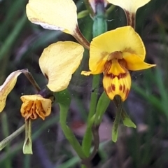 Diuris nigromontana (Black Mountain Leopard Orchid) at Acton, ACT - 23 Oct 2021 by abread111