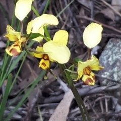 Diuris nigromontana at Acton, ACT - 23 Oct 2021