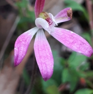 Caladenia carnea at Acton, ACT - 23 Oct 2021