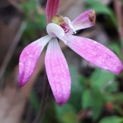 Caladenia carnea (Pink fingers) at Acton, ACT - 23 Oct 2021 by abread111