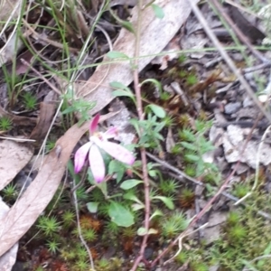 Caladenia carnea at Acton, ACT - 23 Oct 2021