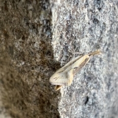 Thema macroscia (A concealer moth) at Murrumbateman, NSW - 25 Oct 2021 by SimoneC