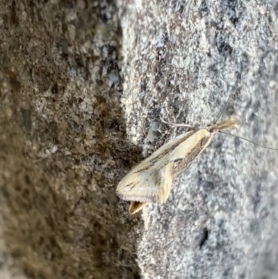 Thema macroscia (A concealer moth) at Murrumbateman, NSW - 25 Oct 2021 by SimoneC
