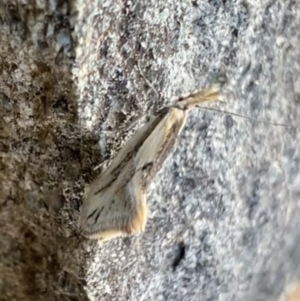 Thema macroscia at Murrumbateman, NSW - 25 Oct 2021