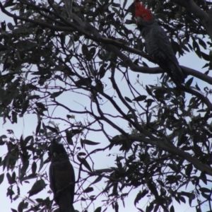 Callocephalon fimbriatum at Red Hill, ACT - 23 Oct 2021