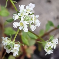 Poranthera microphylla (Small Poranthera) at Aranda, ACT - 25 Oct 2021 by drakes