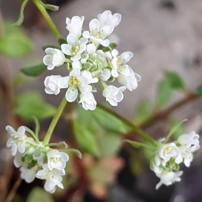 Poranthera microphylla (Small Poranthera) at Aranda, ACT - 24 Oct 2021 by drakes