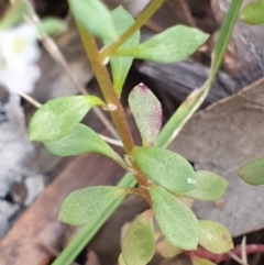 Poranthera microphylla at Aranda, ACT - 25 Oct 2021 08:53 AM