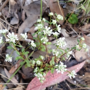 Poranthera microphylla at Aranda, ACT - 25 Oct 2021 08:53 AM