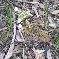 Drosera auriculata at Acton, ACT - 23 Oct 2021