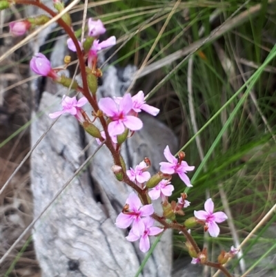 Stylidium (genus) (Trigger Plant) at Acton, ACT - 23 Oct 2021 by abread111