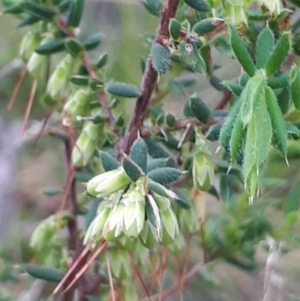 Leucopogon fletcheri subsp. brevisepalus at Acton, ACT - 23 Oct 2021