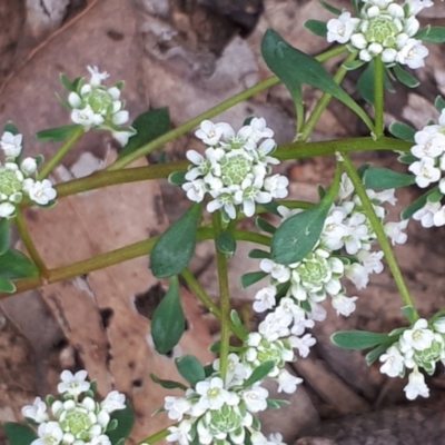 Poranthera microphylla (Small Poranthera) at Acton, ACT - 23 Oct 2021 by abread111