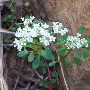 Poranthera microphylla at Acton, ACT - 23 Oct 2021 04:09 PM