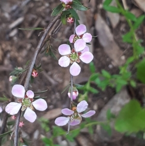 Gaudium multicaule at Acton, ACT - 23 Oct 2021 04:16 PM