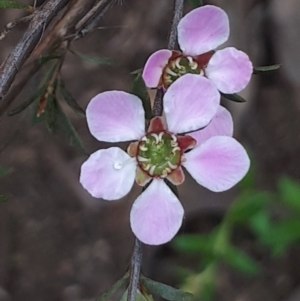 Gaudium multicaule at Acton, ACT - 23 Oct 2021 04:16 PM