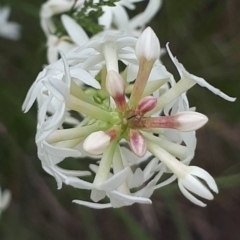 Stackhousia monogyna (Creamy Candles) at ANBG South Annex - 23 Oct 2021 by abread111