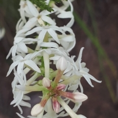 Stackhousia monogyna at Acton, ACT - 23 Oct 2021