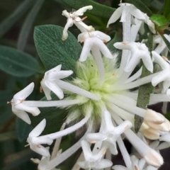 Pimelea linifolia subsp. linifolia (Queen of the Bush, Slender Rice-flower) at ANBG South Annex - 23 Oct 2021 by abread111