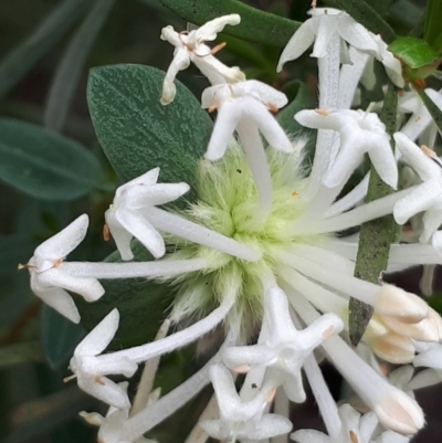 Pimelea linifolia subsp. linifolia (Queen of the Bush, Slender Rice-flower) at ANBG South Annex - 23 Oct 2021 by abread111