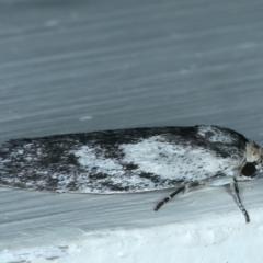 Phylomictis maligna at Ainslie, ACT - 22 Oct 2021