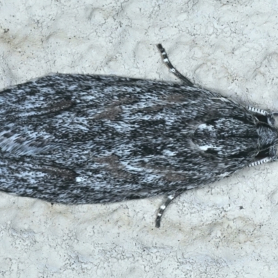 Phylomictis sarcinopa (A Stenomatidae moth) at Ainslie, ACT - 20 Oct 2021 by jbromilow50