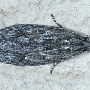 Phylomictis sarcinopa at Ainslie, ACT - 20 Oct 2021