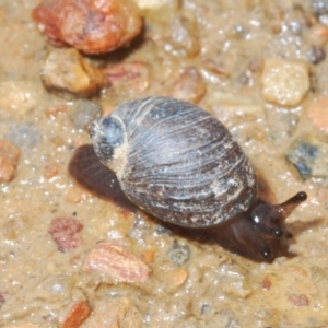 Austrosuccinea macgillivrayi at Mount Clear, ACT - 23 Oct 2021 12:08 PM