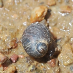 Austrosuccinea macgillivrayi at Mount Clear, ACT - 23 Oct 2021 12:08 PM