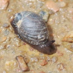 Austrosuccinea macgillivrayi at Mount Clear, ACT - 23 Oct 2021 12:08 PM